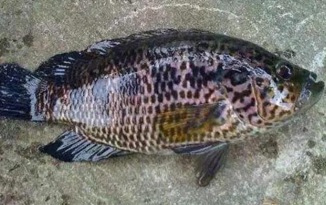 石斑鱼是海鱼还是淡水 石斑鱼是海鱼还是淡水
