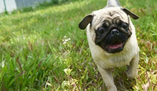 夏天饲养巴哥犬，一定要做好这几点，不然狗狗会中暑