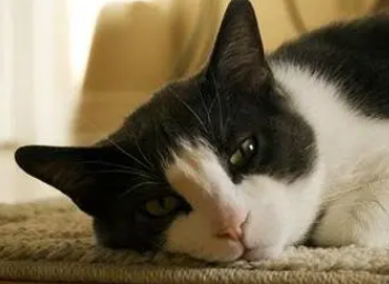 猫吃什么可以代替安乐死 猫吃什么可以代替安乐死