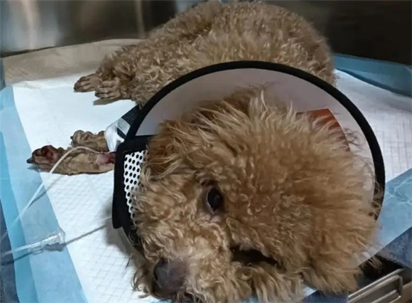 狗狗肝损伤能恢复吗