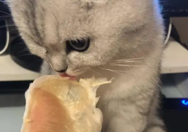 猫柚子能吃吗