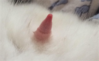 公猫钉钉上的倒刺图片