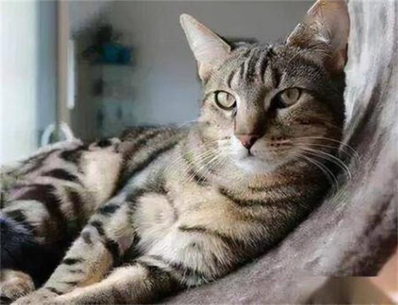 六种热门宠物猫价格大揭秘,你的猫咪买贵了吗 六种热门宠物猫价格大揭秘,你的猫咪买贵了吗