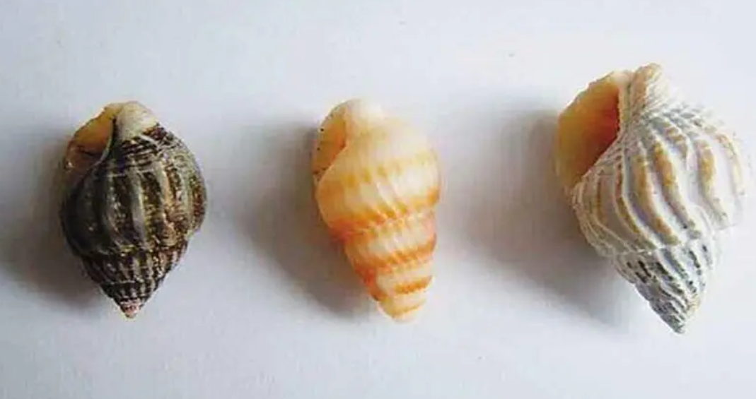 啾啾螺和织纹螺的区别