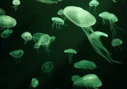 死的水母有毒吗 死的水母有毒吗
