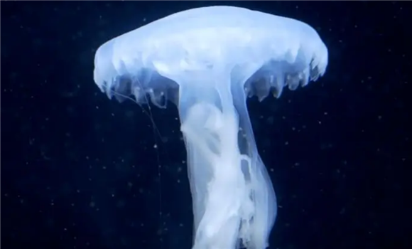水母嘴巴在哪里