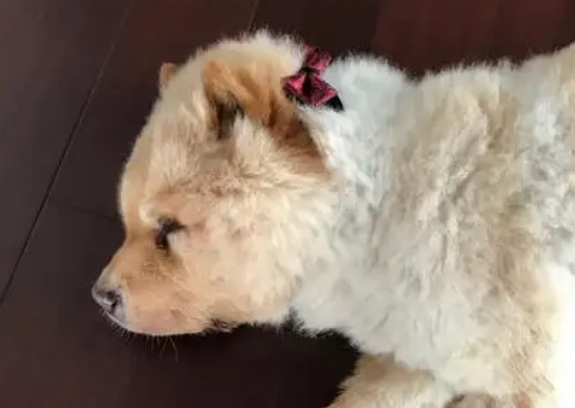 狗狗肝受损多久能恢复 狗狗肝受损多久能恢复