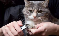 给猫剪指甲剪出血了怎么办