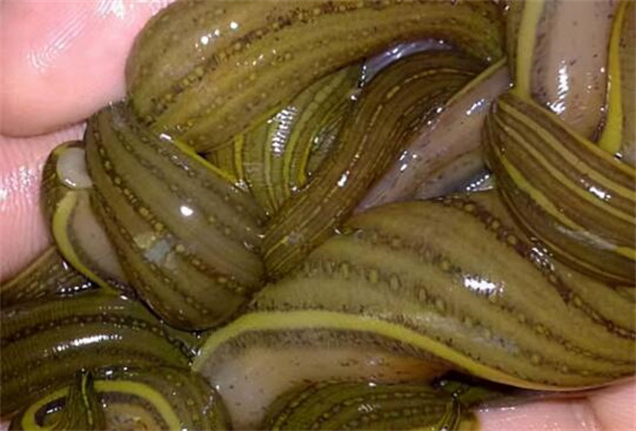 安国金边水蛭价格