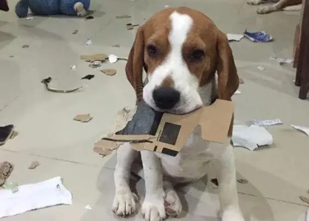 为什么说不建议养比格犬,真没几个人受得了! 为什么说不建议养比格犬,真没几个人受得了!