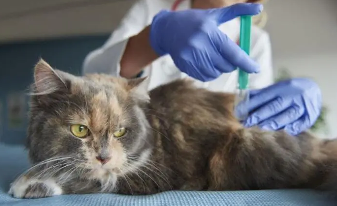 猫打完狂犬疫苗反应