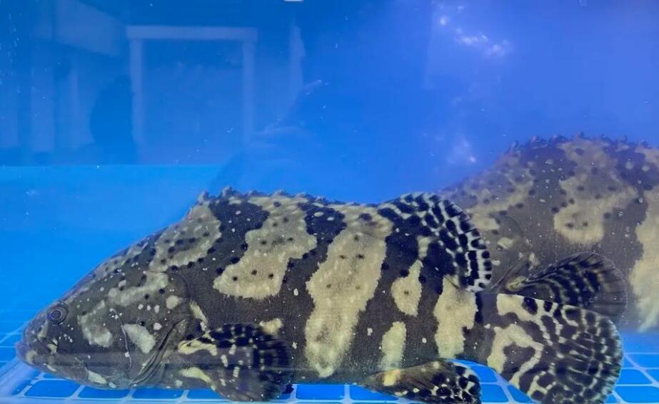 海南珍珠石斑鱼价格表