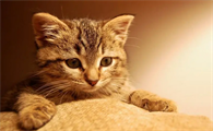 猫能吃橙子皮吗