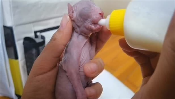 刚生的小猫不张嘴喝奶