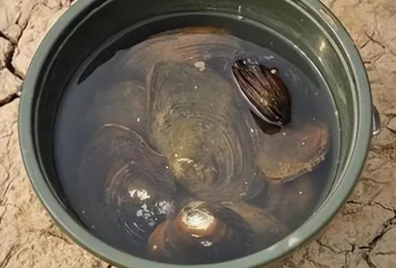 河蚌怎么养珍珠