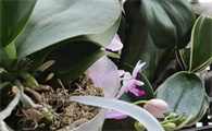蝴蝶兰花喜光吗