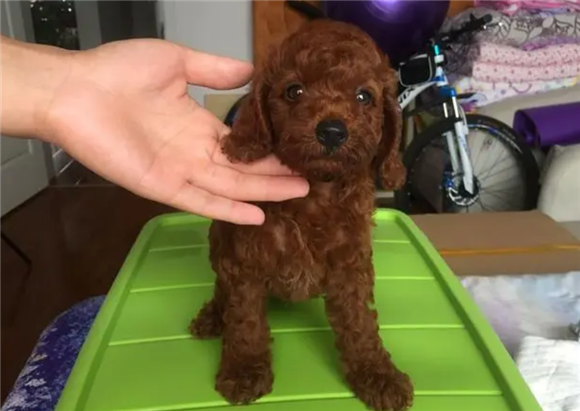 三个月泰迪狗怎么训练