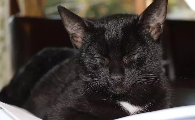 黑猫智商很高吗