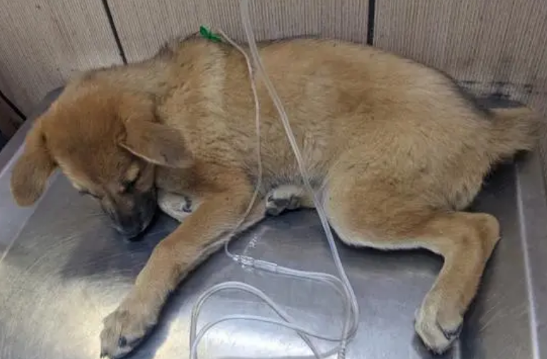 狗狗得了细小怎么办