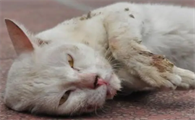 猫的狂犬病的症状