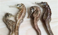 干货海马怎么吃