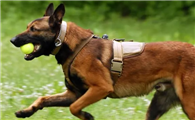认识马犬，了解马犬的性格特点！