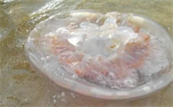 水母是不是海蜇