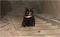 地下室进猫有什么先兆吗?