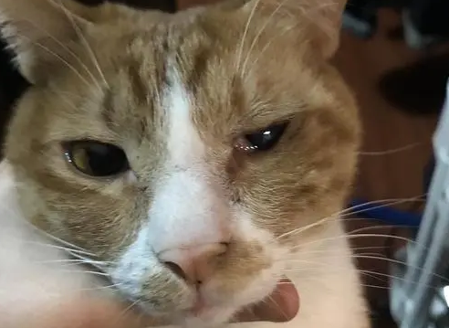得了猫鼻支几天会死