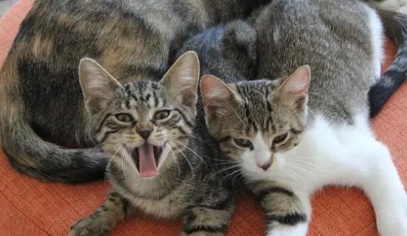 为什么狸花猫弃养率这么高?网友:不敢再养了! 为什么狸花猫弃养率这么高?网友:不敢再养了!