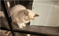 猫出门会往楼上跑还是楼下