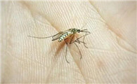 楼房蚊子从哪来