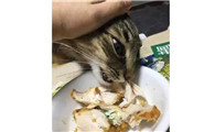 不小心误食猫吃过的菜