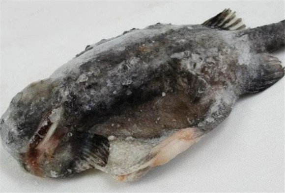 石斑鱼海里还是河里 石斑鱼海里还是河里