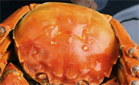 大螃蟹蒸多长时间