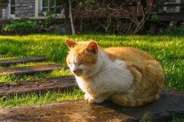宠物猫种类大全
