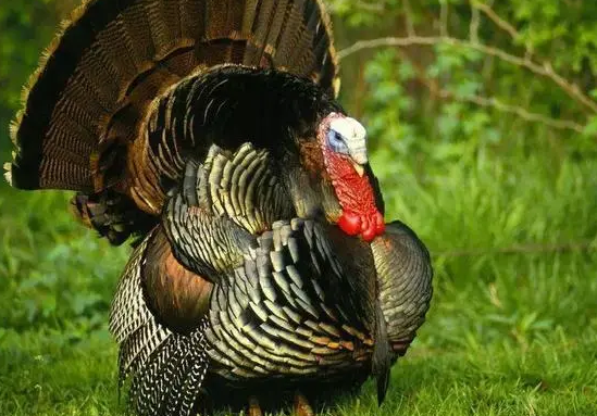 火鸡的别名叫什么