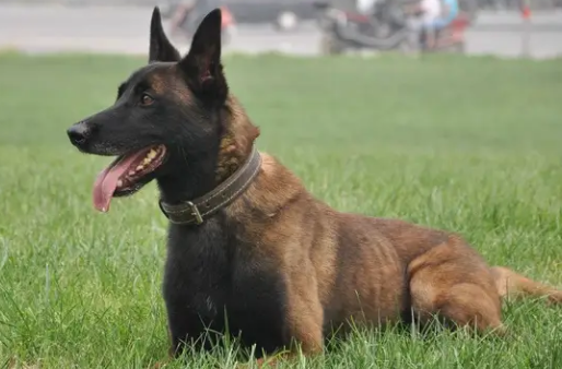 “马犬”为何能成为警犬界的新宠? “马犬”为何能成为警犬界的新宠?
