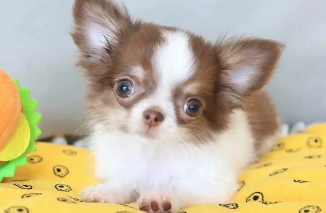 适合家里老人养的犬种