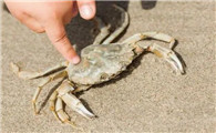 海边的螃蟹怎么抓