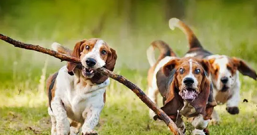 巴吉度犬适合家庭饲养吗？速来了解~