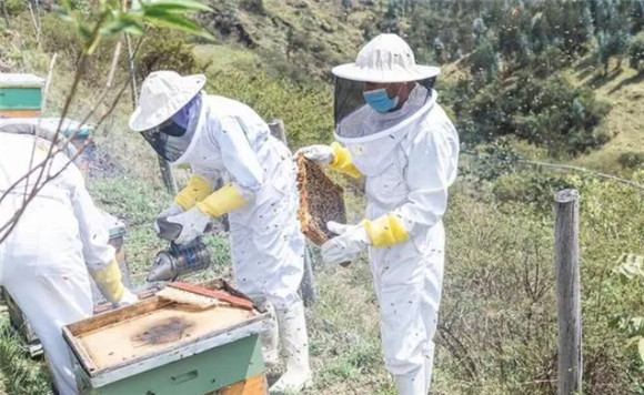 白蚁用什么药可以除掉