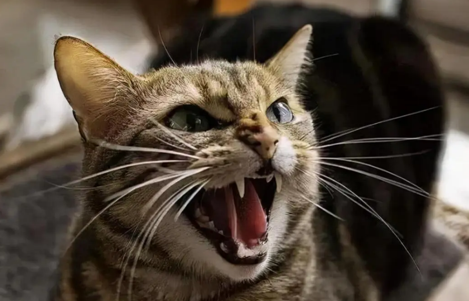 不让猫半夜嗷嗷叫的办法