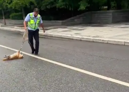 狗狗出车祸躺在马路上，交警好心用座垫拉到路边，它怕到一直吼叫 