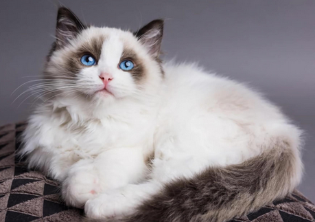宠物猫大便带血是怎么回事
