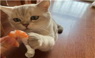 给猫咪煮虾仁需要几分钟