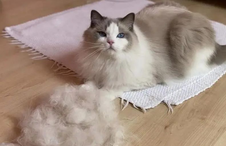 防猫掉毛妙招 防猫掉毛妙招