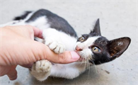 被猫抓了一下过了24小时还可以打针吗