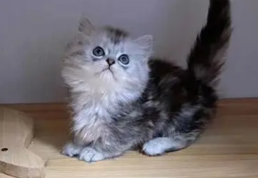 宠物市场小猫多少钱一只