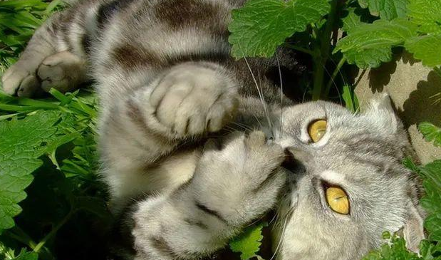 家里有猫又有蚊子怎么办